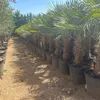 5 Stück XXL Stämme, Palme Trachycarpus fortunei - Produktbild-Vorschau 2