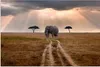 MuchoWow® Poster Elefant - Tiere - Wiese - Sonne 180x120 cm Produktbild-Vorschau 1