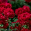 Culvita | Terreau pour rosiers 40 litres | Substrat spécial Voir les images du produit 2