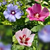 GreenboutiQ - Gartenpflanze - Hibiscus syriacus Tricolour - Produktbild-Vorschau 5