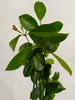 Psidium cattleianum "Red", guava jahodová, výška 50-60 cm, Náhled obrázku produktu 3