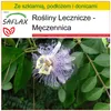 SAFLAX - Męczennica - 5 Nasiona - Passiflora incarnata Podgląd zdjęcia produktu 5