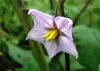 SAFLAX Garden to go - Melanzana - 20 semi - Solanum Anteprima dell’immagine prodotto 5