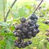 Aronia Viking 2L Anteprima dell’immagine prodotto 2