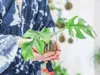 Gardners Monstera minima - odrezky na zakorenenie Náhľad obrázku produktu 2