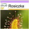 SAFLAX - Rosiczka - 200 Nasiona - Drosera capensis Podgląd zdjęcia produktu 10