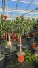 Plants in pots inside a greenhouse. Voir les images du produit
