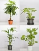 Garronda Blumentopf rund Kunststoff für Blumen und andere Produktbild-Vorschau 4