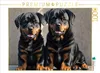 CALVENDO Puzzle Majestätische Rottweiler - Voller Kraft und Produktbild-Vorschau 1