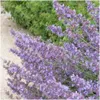 Plants by Frank | 24 Katzenminze Pflanzen | Nepeta Produktbild-Vorschau 3