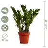 Bloomique - Zamioculcas Zamiifolia - Palma doniczkowa - Podgląd zdjęcia produktu 7