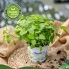 Enseleits 3er Set Zitronenmelisse, Marktfrische Qualität Produktbild-Vorschau 2