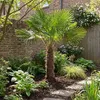 Bloomique - Trachycarpus Fortunei - Chinesische Hanfpalme - Produktbild-Vorschau 3