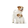 Royal Canin Dose Starter Mousse 195g Produktbild-Vorschau 8