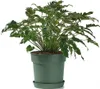 Podstawka pod rośliny Sabbiato Ø 35 cm szałwia Greener Podgląd zdjęcia produktu 4