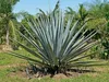 Agave da tequila (Agave tequilana)  - 5 pezzi Anteprima dell’immagine prodotto 2