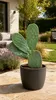 Opuntia ficus-indica (vijgencactus), 50–60 cm – Echte Productafbeelding-voorbeeld 3
