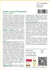 SAFLAX - Drzewo Laurowe Przyprawowe - 6 Nasiona - Laurus Podgląd zdjęcia produktu 3
