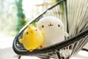 Nici 47744 - Molang - Pulcino Piu Piu, 12 cm Anteprima dell’immagine prodotto 7