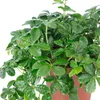 Zimmerwein 'Smit Verona Vein' - pflegeleichte Produktbild-Vorschau 4