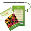 Zinnien Dahlienblütige Riesen, Mischung Samen - Zinnia Produktbild-Vorschau 3