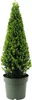 Cesmína vroubkovaná pyramida FloraSelf Ilex crenata 'Jenny' Náhled obrázku produktu 2
