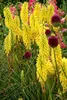 Stauden Gänge 1 x Kniphofia ‘Lemon Popsicle’ - Fackellilie Produktbild-Vorschau 4