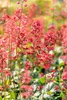 Heuchera 'Paris' - Purpurglöckchen 'Paris', im Topf 12 cm - Produktbild-Vorschau 1