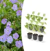 Půdopokryvné rostliny – geranium – Geranium 'Rozanne' – 9cm Náhled obrázku produktu 1