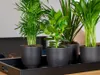 Bloomique - Clusia Rosea - Drzewo świnkowe - Roślina Podgląd zdjęcia produktu 4