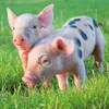 Wandkalender 2027 Schweinchen / Piggies 30x30 cm mit Extra Produktbild-Vorschau 13