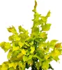 Orme 'Ulmus hollandica Wredei' Haute tige 80 - 100 cm Voir les images du produit 2