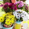 Bloomique - Mix 6 - Osteospermum - Hiszpańska stokrotka - Podgląd zdjęcia produktu 2