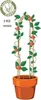 Tuteur pour plantes ProGarden en bambou, forme en arc, 78 Voir les images du produit 6