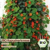 Samenliebe  Kapuzinerkresse Samen | Rankend - essbar - Produktbild-Vorschau 4