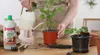 Wurmhumus Für Tomaten Und Paprika Flüssig Dünger Humus Produktbild-Vorschau 3