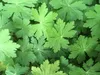 Stauden Gänge 3 x Geranium macrorrhizum 'Spessart' - weißer Produktbild-Vorschau 5