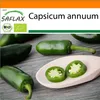 SAFLAX Garden in the bag - BIO - Chilli - Rané Jalapeno - Náhled obrázku produktu 10