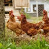 Izrielar šestihranná síť drátěná klec drátěná klec 1x 25 m Náhled obrázku produktu 11