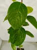 A close-up view of green leaves on a plant against a white and light gray background. Náhľad obrázku produktu