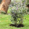 Staudenhalter Pflanzenstütze für Pflanzen Blumenstütze Produktbild-Vorschau 5