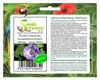 10x Nicandra physalodes Lampionblume Strauch Pflanzen - Produktbild-Vorschau 1