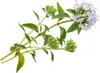 SAFLAX - BIO - tymián - Thymus vulgaris - 800 Semena Náhled obrázku produktu 8