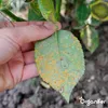Leaf Diseases Blattkrankheiten-Konzentrat - 500 ml für 500 Produktbild-Vorschau 2