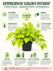 Efeutute Golden Pothos ca. 20 cm – Epipremnum aureum, Produktbild-Vorschau 2