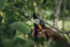 Fiskars Solid Bypass-Gartenschere P121, Bypass, Kunststoff, Produktbild-Vorschau 3