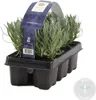 Bloomique - Zestaw 6 sztuk - Lavandula Angustifolia - Podgląd zdjęcia produktu 2