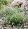 Stauden Gänge 1 x Pennisetum alopecuroides 'Little Honey' Produktbild-Vorschau 2