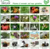 SAFLAX  - Cedro dell Himalaya - 35 semi - Cedrus Anteprima dell’immagine prodotto 2