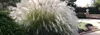 Stauden Gänge 3 x Miscanthus sinensis 'Yaku Jima' im 1 Produktbild-Vorschau 2